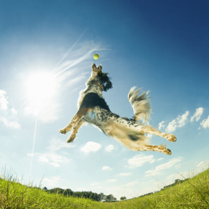 Centre of Excellence – Canine Anatomy and Physiology Diploma Course