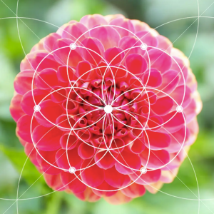 Centre of Excellence – Fibonacci Numbers and the Golden Ratio Diploma Course